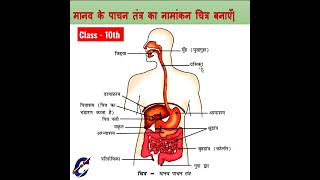 Human digestive system Manav pachan tantra Ka namankan Chitra banaen [upl. by Llehsem]