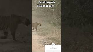 Bandhavgarh National park tiger safari bandhavgarhnationalpark lepard viralvideo animal [upl. by Anerbes]