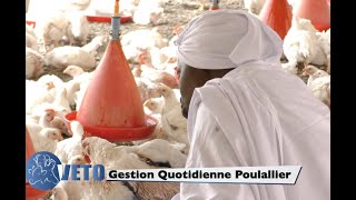 Gestion Quotidienne Poulailler [upl. by Emarie]