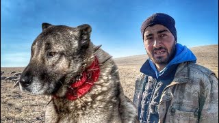 SIRADIÅžI BÄ°R HAYAT  YALNIZ Ã‡OBAN VE KANGAL KÃ–PEKLERÄ°  BELGESEL 4K [upl. by Airtemad363]