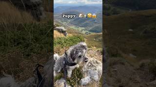 shortsfeed puppy cute funnyanimals spain nature [upl. by Chelsey]