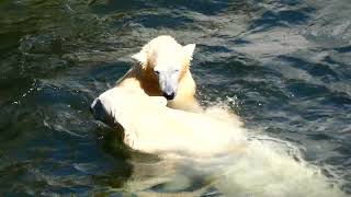 Das junge Eisbären Baby im Tiergarten Zoo Schönbrunn Polarbär Sommer Schwimmen [upl. by Tabbitha]