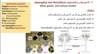 دورة حياة الخميرة  البنسيليوم Life cycle of Yeast and Penicillium [upl. by Brock]