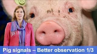 Marrit van Engen  Pig signals the benefits of better observation PigWatch tutorial Part 13 [upl. by Noskcaj]