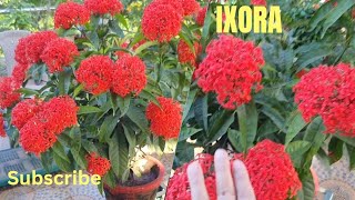 Ixora plant me itne phool kaise layencare of ixora plantsimply shabana [upl. by Nossah]