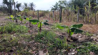 AQUI NO SÍTIO A GENTE PLANTA DE TUDO UM POUCO frutas plantação roça sitio [upl. by Giarg]