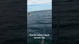 What does a shark sound like [upl. by Udelle]