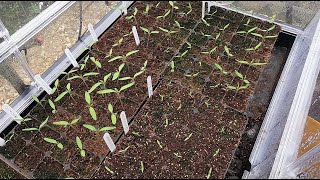 Sowing tomato rootstocks [upl. by Ennayr829]