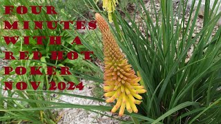 4 minutes with a Red Hot Poker Kniphofia  2024 election aftermath  Holographic Snippets of Source [upl. by Nitaf]