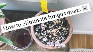 how to get rid of fungus gnats  easy and cheap [upl. by Devitt]