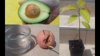 Faire pousser un avocatier à partir dun noyau davocat  How to grow an avocado tree from seed [upl. by Marsland]