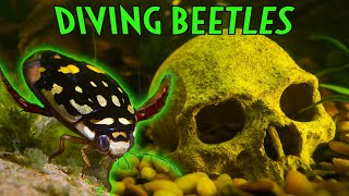 PREDATORY Aquatic Diving Beetle Care amp Info [upl. by Itaws666]