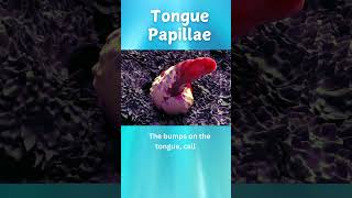 Fun Facts About Tongue Taste Buds for Kids  Science Explained facts biology [upl. by Acinimod]