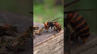 Brave Honeybees Take on Giant Hornet in Slow Motion [upl. by Lilia]