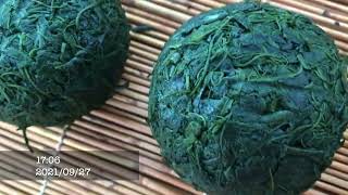 2018−2022cultivation of Isatis tinctoria amp Iyezoensis dye making and indigo dyeing タイセイの栽培と藍発酵染料作り [upl. by Evyn438]