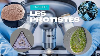 Les protistes  un monde microscopique [upl. by Fifine]