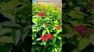 IXORA PLANT WINTER ME LAGAIYE ixora gardening short [upl. by Rafat]