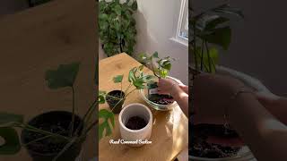 Styling A Rhaphidophora tetrasperma  Houseplants [upl. by Moberg]