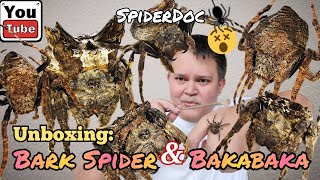 UNBOXING TIME Mga BARK SPIDER at BAKABAKA ng GENSAN Caerostris sp and Dolophones conifera [upl. by Ecnarrat]