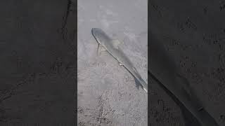 4 Blacknose shark landed at Cocoa Beach tight lines [upl. by Lavinia]