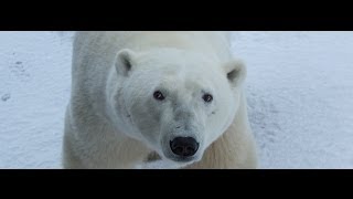 Explore the Polar Bear Capital of the World with Google Maps [upl. by Kathie529]