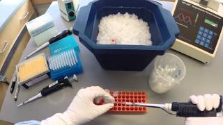 PCR Protocol  Part 1 [upl. by Aihseit]