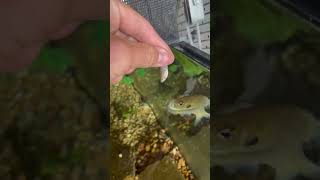 Feeding a mosquitofish to my pet bluegill [upl. by Katushka]