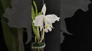 Cattleya lueddemanniana var Alba BelaVista flowers orchid orquideas [upl. by Pisarik464]