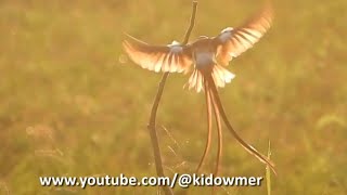 Male PINTAILED WHYDAH  Golden Wings [upl. by Obellia]