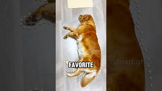 A golden retriever competing in with its owner😂shortvideo dog cute funny pets [upl. by Lamoree]