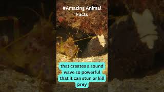 Goby amp Pistol Shrimp Pairs  Animal Facts  Animal Planet [upl. by Arretahs606]