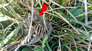 Zitting cisticola bird built a nest in the grass birdswithme107 [upl. by Akiem492]