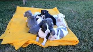 Staffordshire Terrier Amstaff Adorable Puppies Compilation  Cuteness Overload [upl. by Kyl]