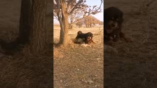 Tibetan Mastiff vs Wolf Dominance in Action shorts [upl. by Heck]