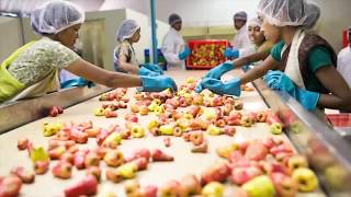 Cashew Picking and Juicing Process in India [upl. by Thisbee479]