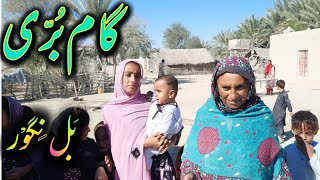 Gámborri addá Parig  balochistanvlogs2020 baloch tradition balochi [upl. by Eisac]