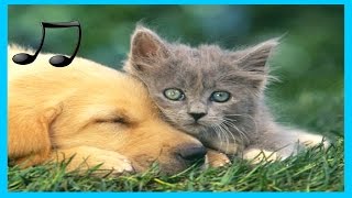 Musik Entspannende für Hunde Katzen Musik zum Schlafen Tiere 🎵♫ [upl. by Burlie774]