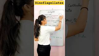 Dinoflagellates  class11th biology  Kingdom Protista short neet neetbiology biology [upl. by Tadio]