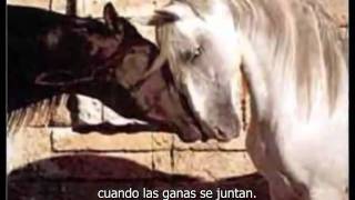 Caballo Viejo  Simon Diaz with English subtitle [upl. by Haroppiz]