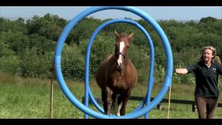 Horse Agility A stepbystep Introduction to the Sport Official Trailer [upl. by Rosana]