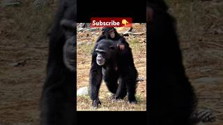 Welcome to Chimp Haven in Keithville Louisiana chimpanzee [upl. by Merril]