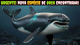 NOVA Espécie de ORCA DESCOBERTA [upl. by Miller]