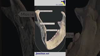 Anatomy of Lower Jaw Mandible dentist AnatomylowerJawMandibleDental [upl. by Brindell]