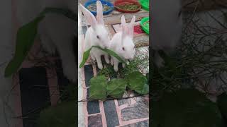 Rabbit eating fight  Rabbits fighting khargosh rabbit cute shorts baby kids fighting [upl. by Lodhia]