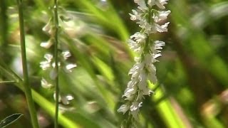 White SweetClover Melilotus albus Melilotus alba  Introduced Species [upl. by Yuh]