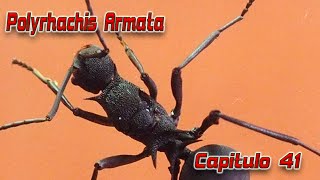 Polyrhachis Armata increible [upl. by Huston]