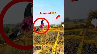 kabootar Pakerty Time Moye Moye Ho GYA  pigeonvideos bird pigeonlover kabutar trapped kabutr [upl. by Rabkin]