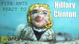 Fire Ants React to Hillary Clinton Time Lapse [upl. by Zetana]