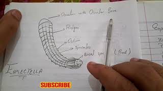 Euplectella  Labelled diagram amp Structure  Phylum Porifera Urdu  Hindi [upl. by Mckee]