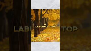 A Laburnum Top  Class 11 Poem  english shorts [upl. by Shawnee534]